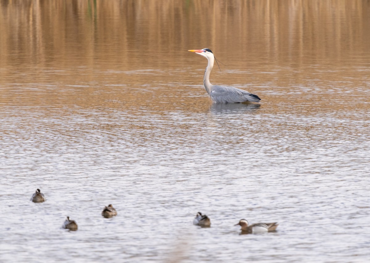 Gray Heron - ML552624001