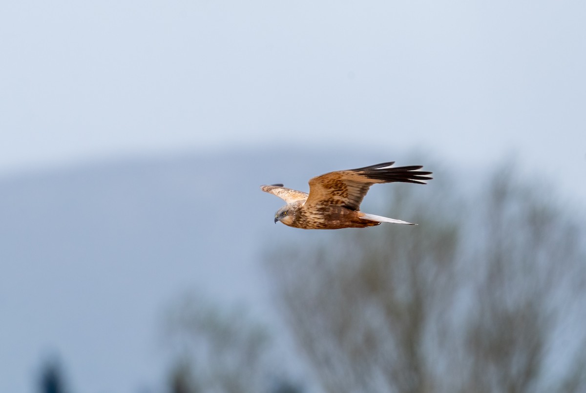 Western Marsh Harrier - Miguel Claver Mateos