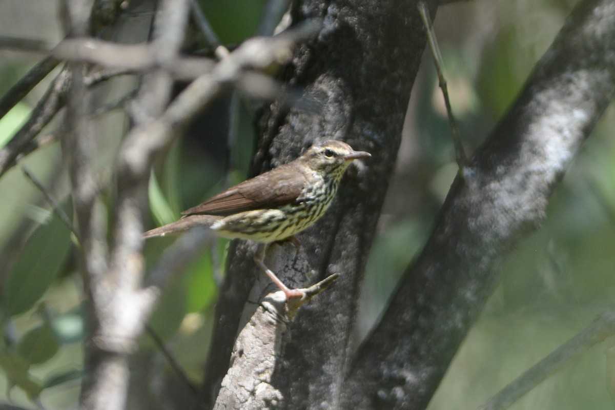 Northern Waterthrush - ML552624131