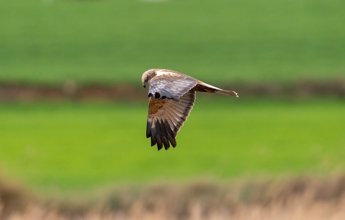 Western Marsh Harrier - ML552624211