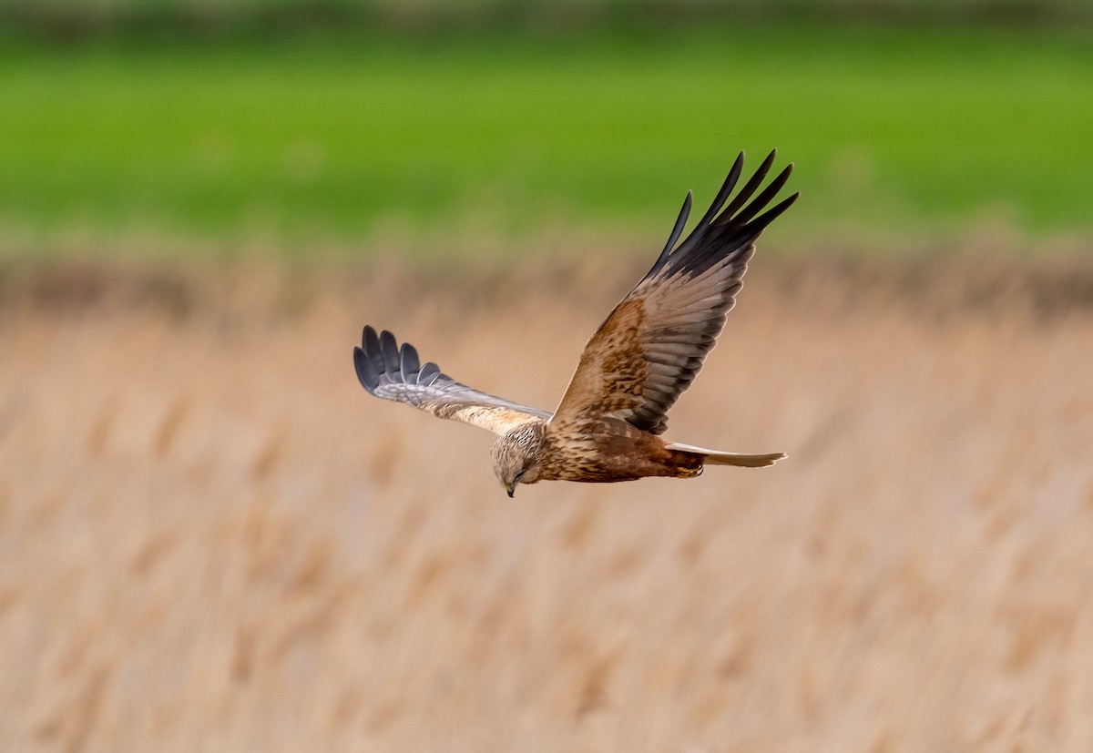 Western Marsh Harrier - ML552624261