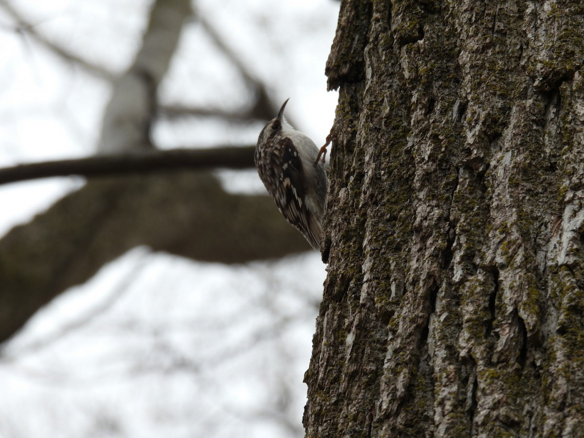 Brown Creeper - ML552624451