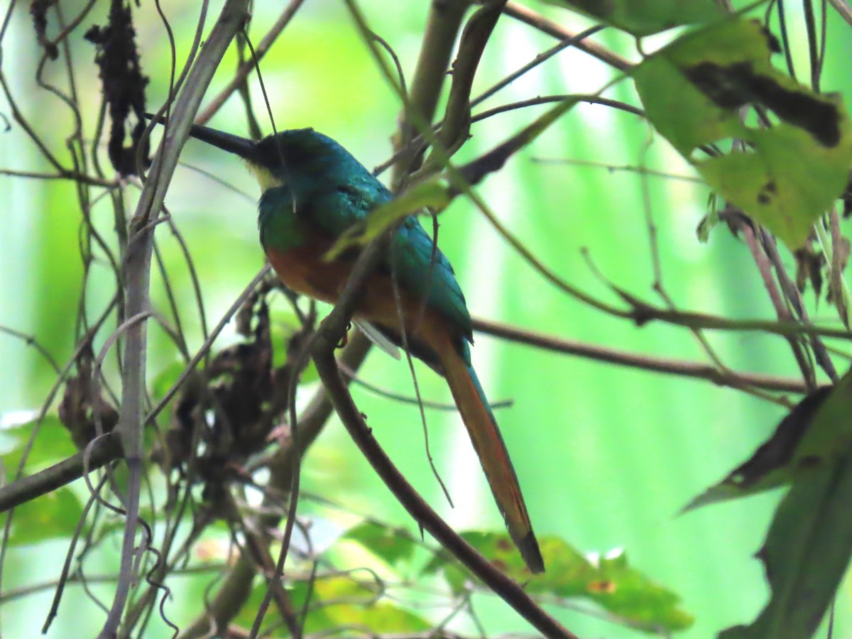 Jacamar à queue rousse - ML552624941