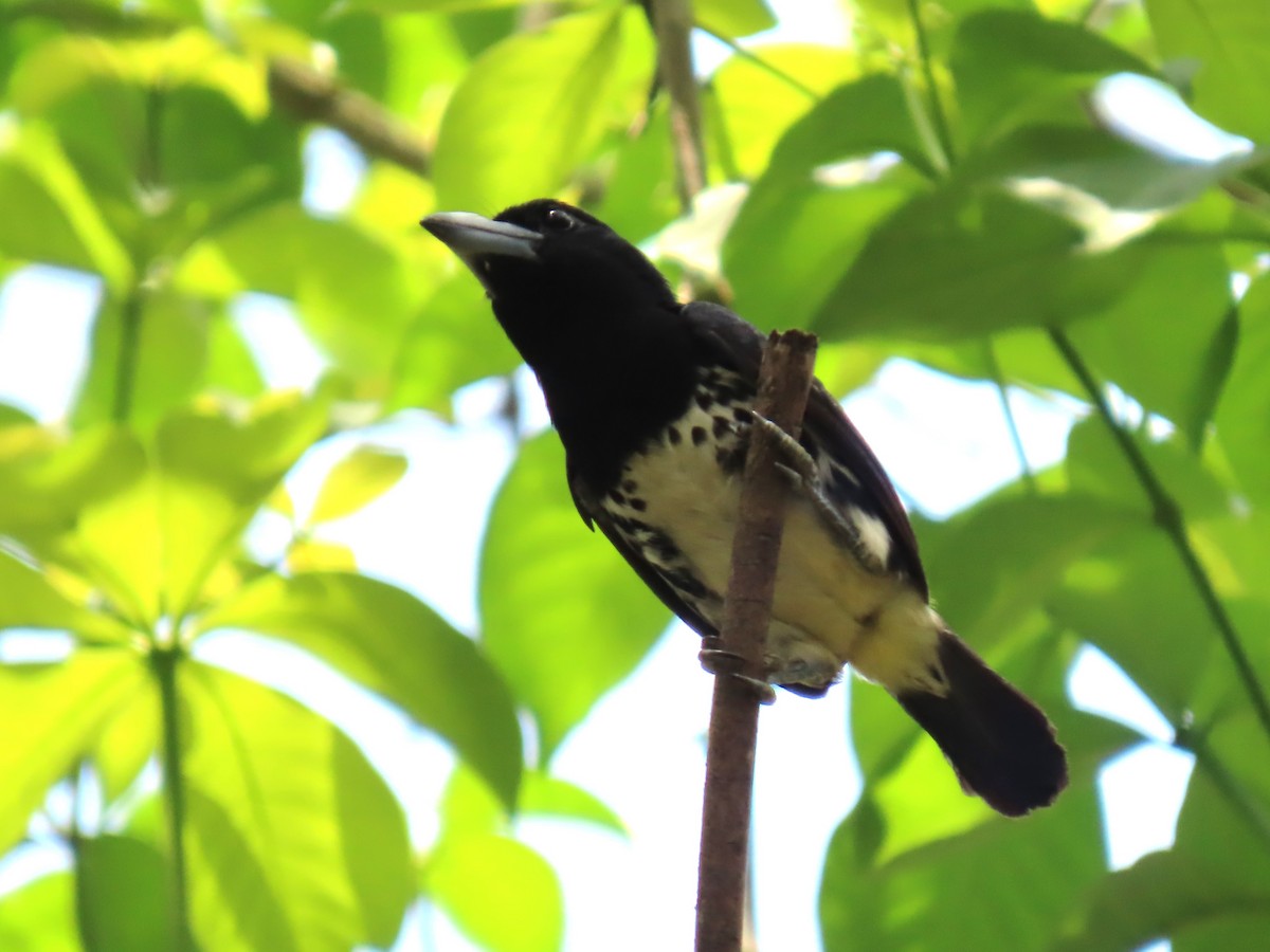 Spot-crowned Barbet - ML552625051