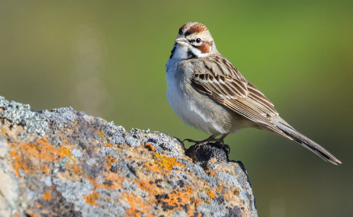 Lark Sparrow - ML552625081