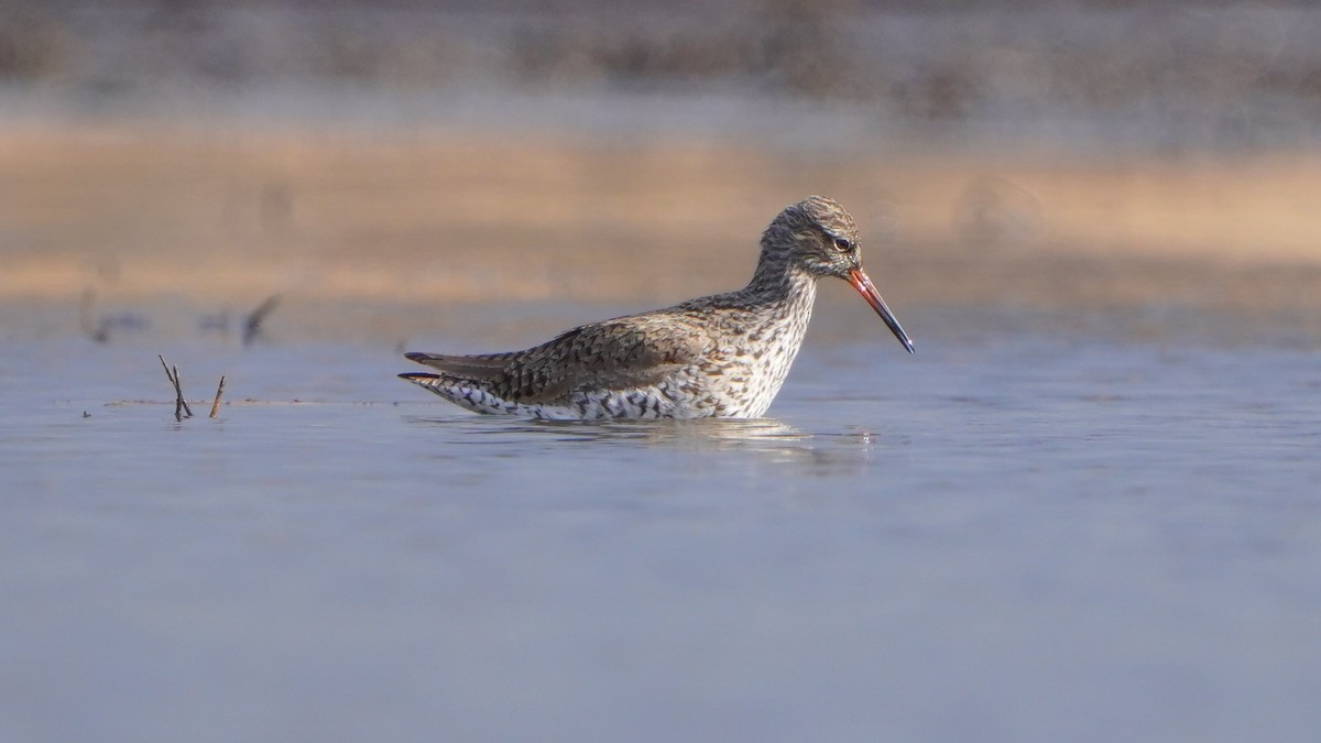 Common Redshank - Paweł Maciszkiewicz