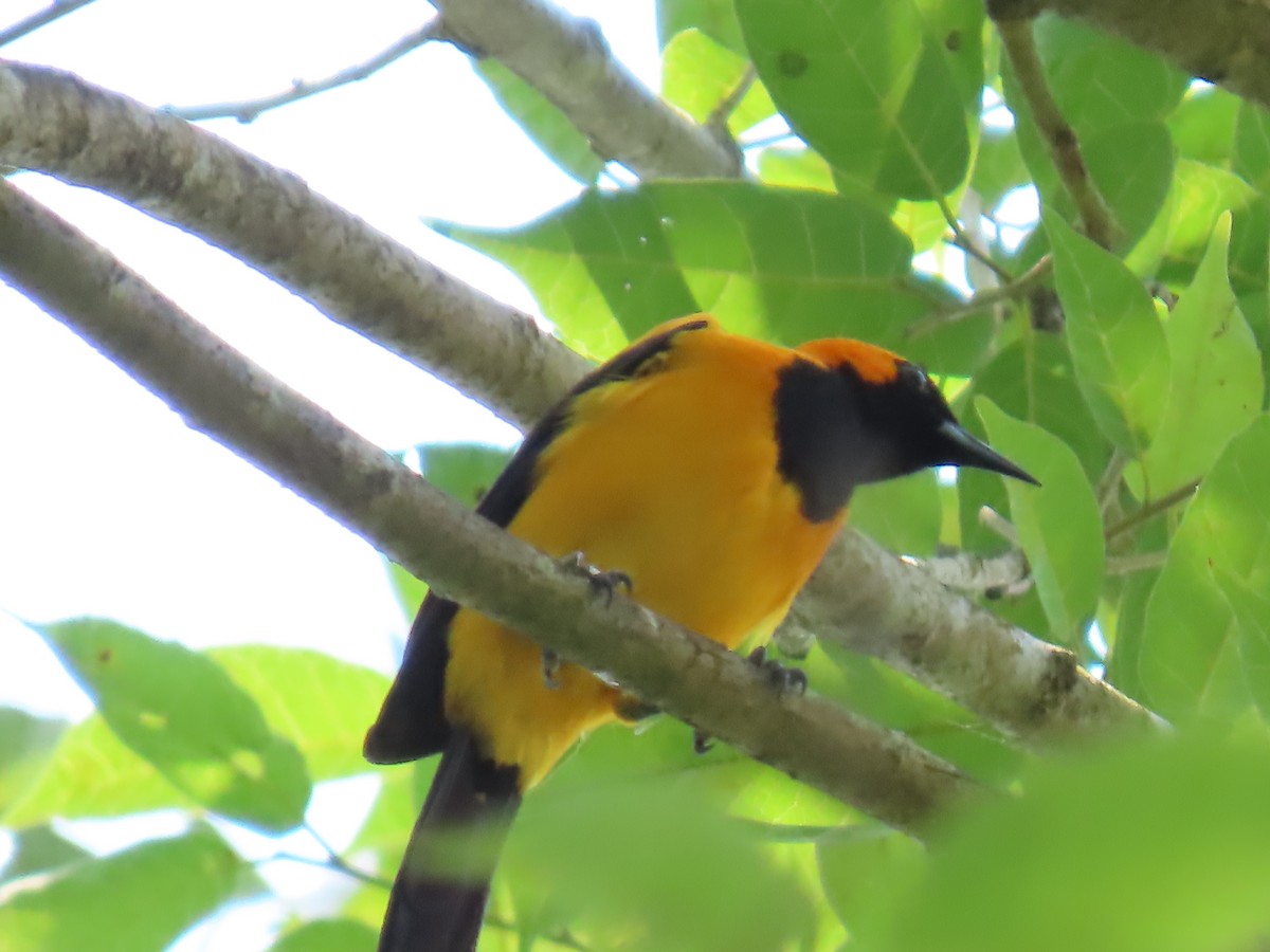 Orange-crowned Oriole - ML552625911