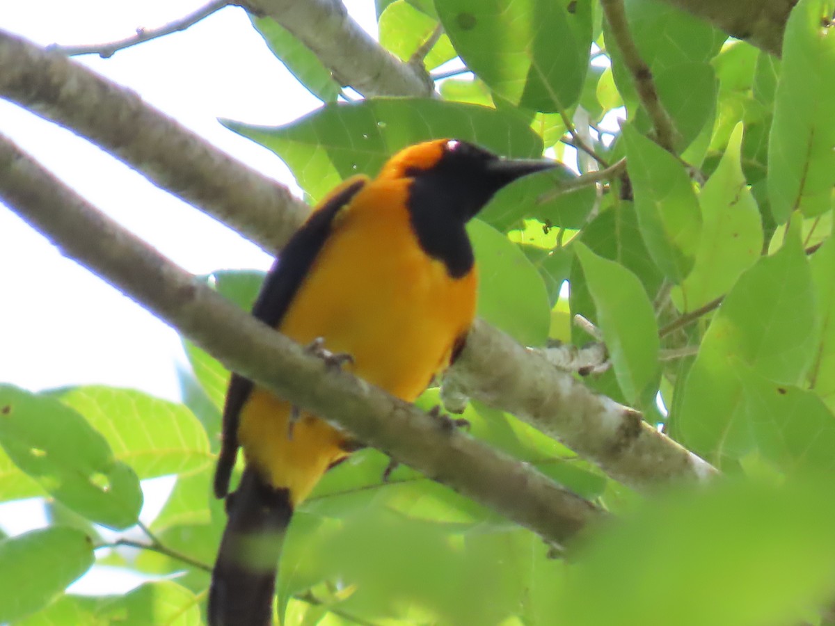 Orange-crowned Oriole - ML552626001