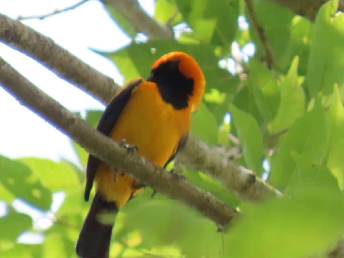 Orange-crowned Oriole - ML552626041