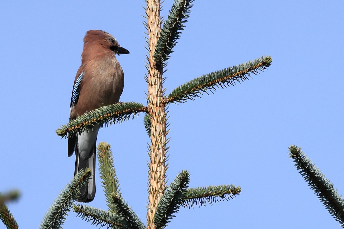 Eurasian Jay - ML552626071