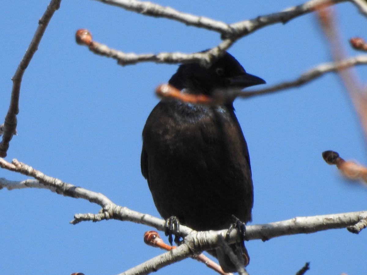 Rusty Blackbird - ML552626321