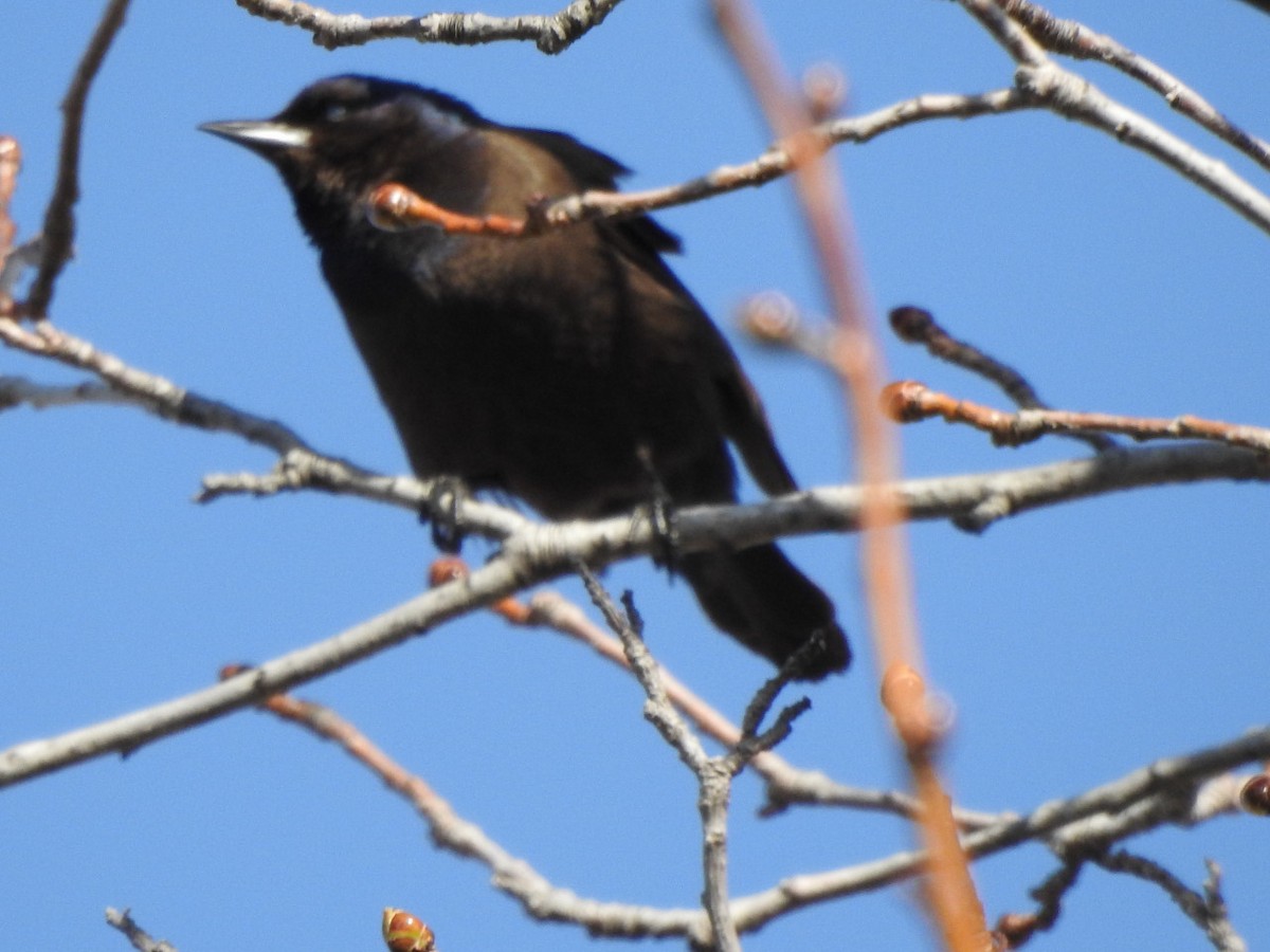 Roststärling - ML552626431