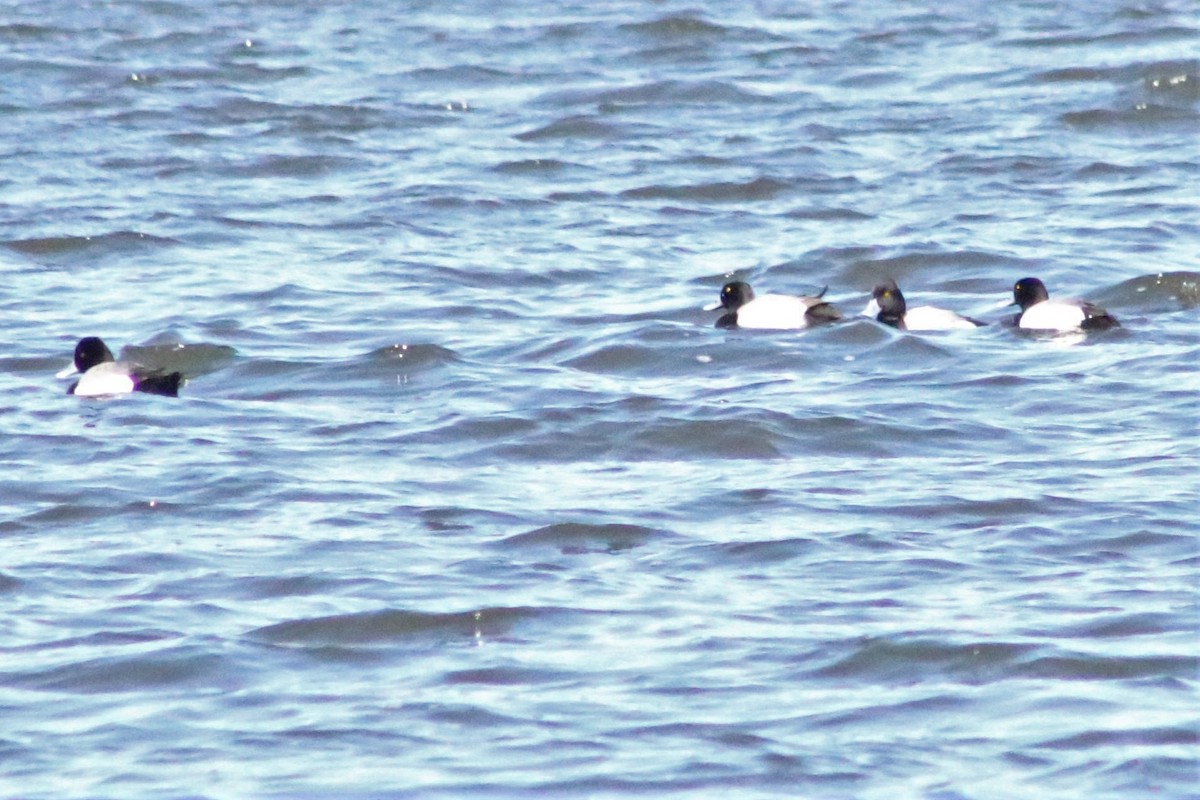 Greater Scaup - ML552628101