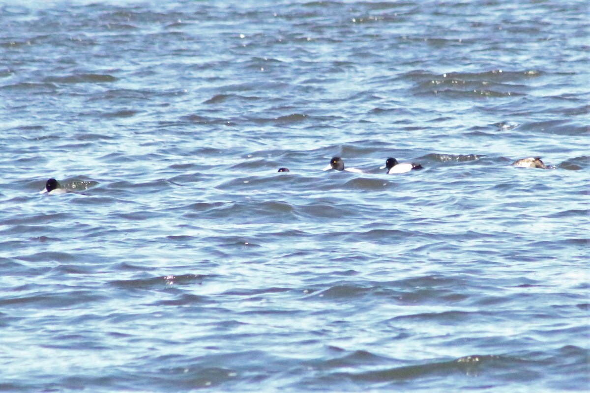 Greater Scaup - ML552628111