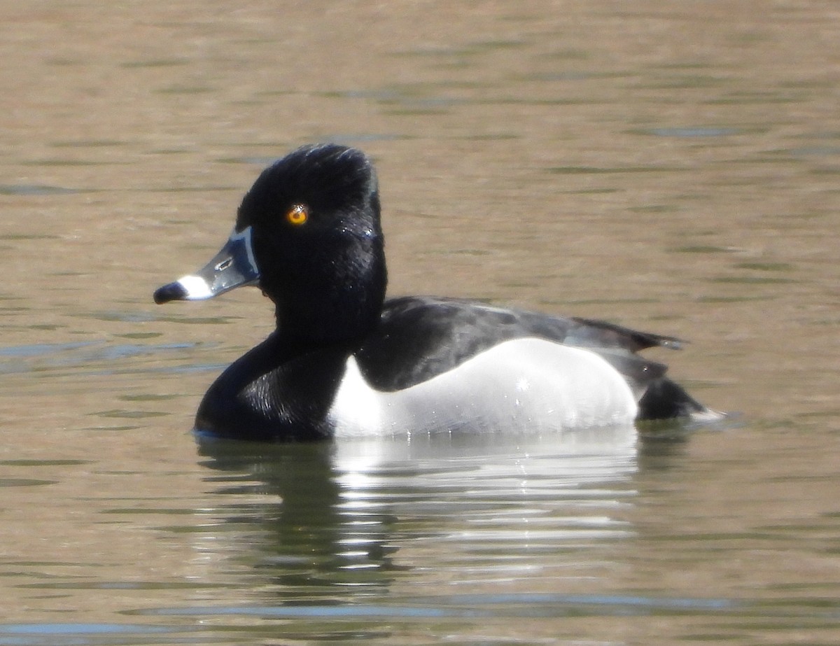 Ring-necked Duck - ML552628311