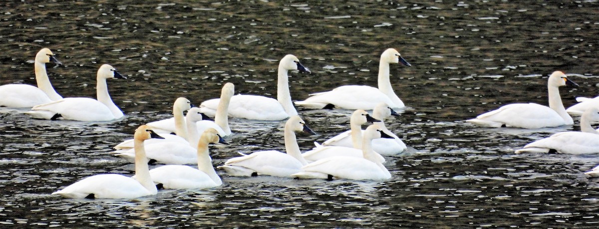 Tundra Swan - ML552629241