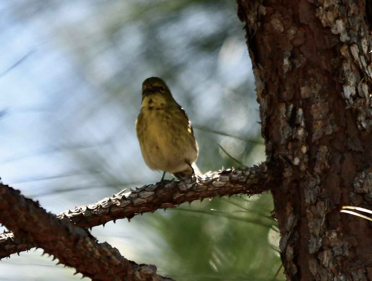 Pine Warbler - ML552629941