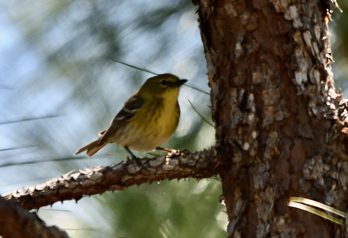 Pine Warbler - ML552629951