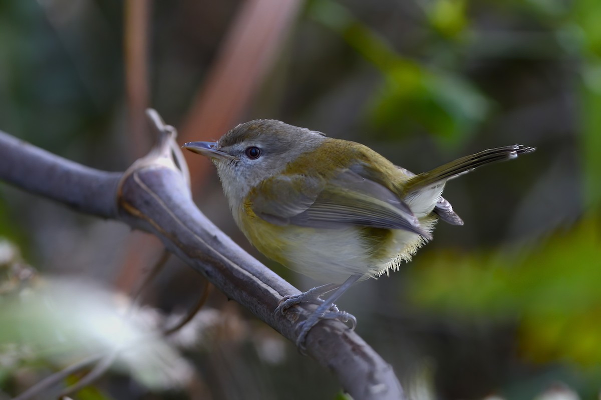 Puerto Rican Vireo - ML552630331