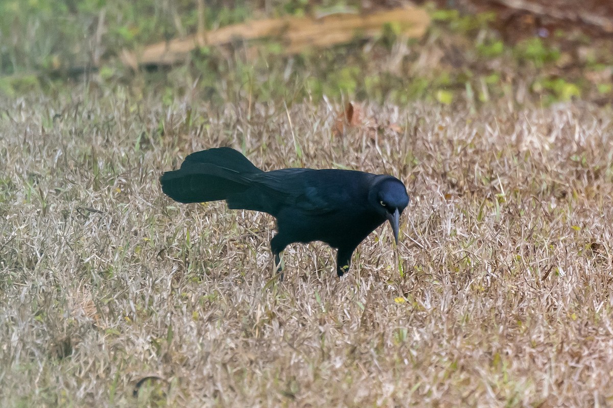 Greater Antillean Grackle - ML552630371