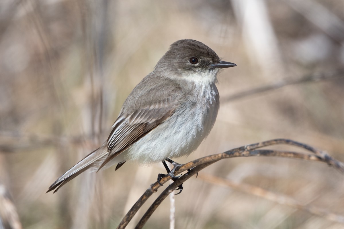 Eastern Phoebe - ML552630551