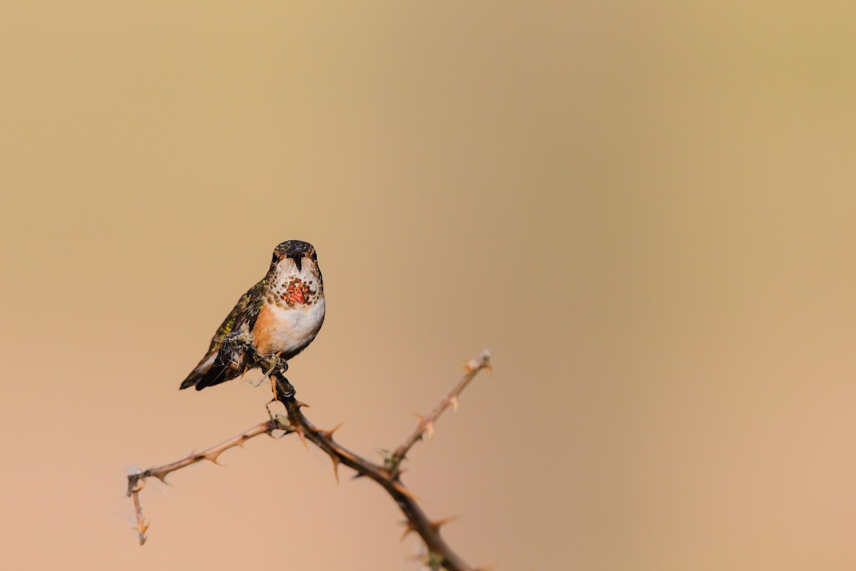 Rufous Hummingbird - ML552631801