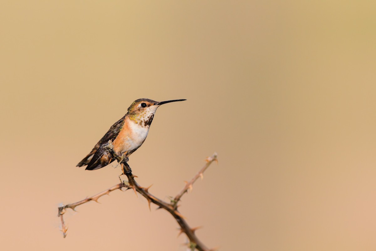 Rufous Hummingbird - ML552631811