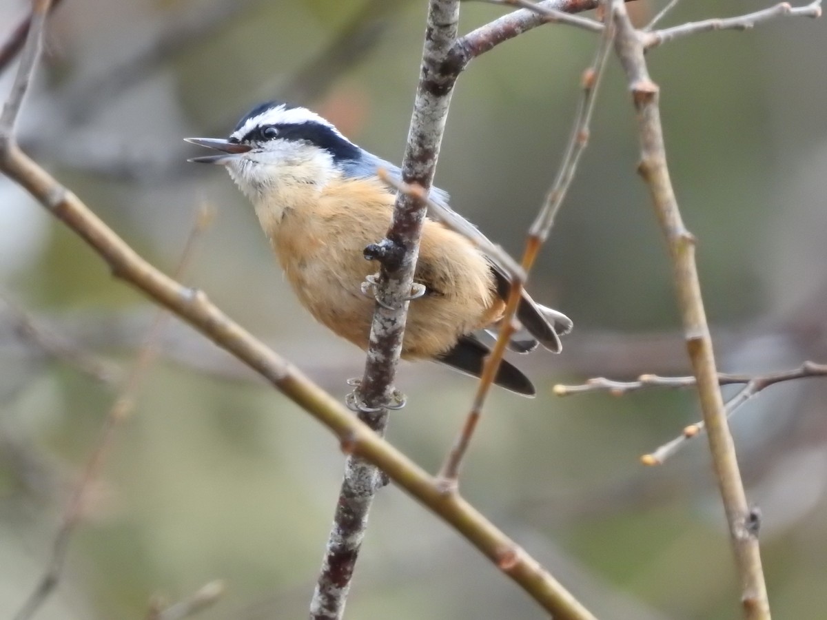 Red-breasted Nuthatch - Darlene Cancelliere