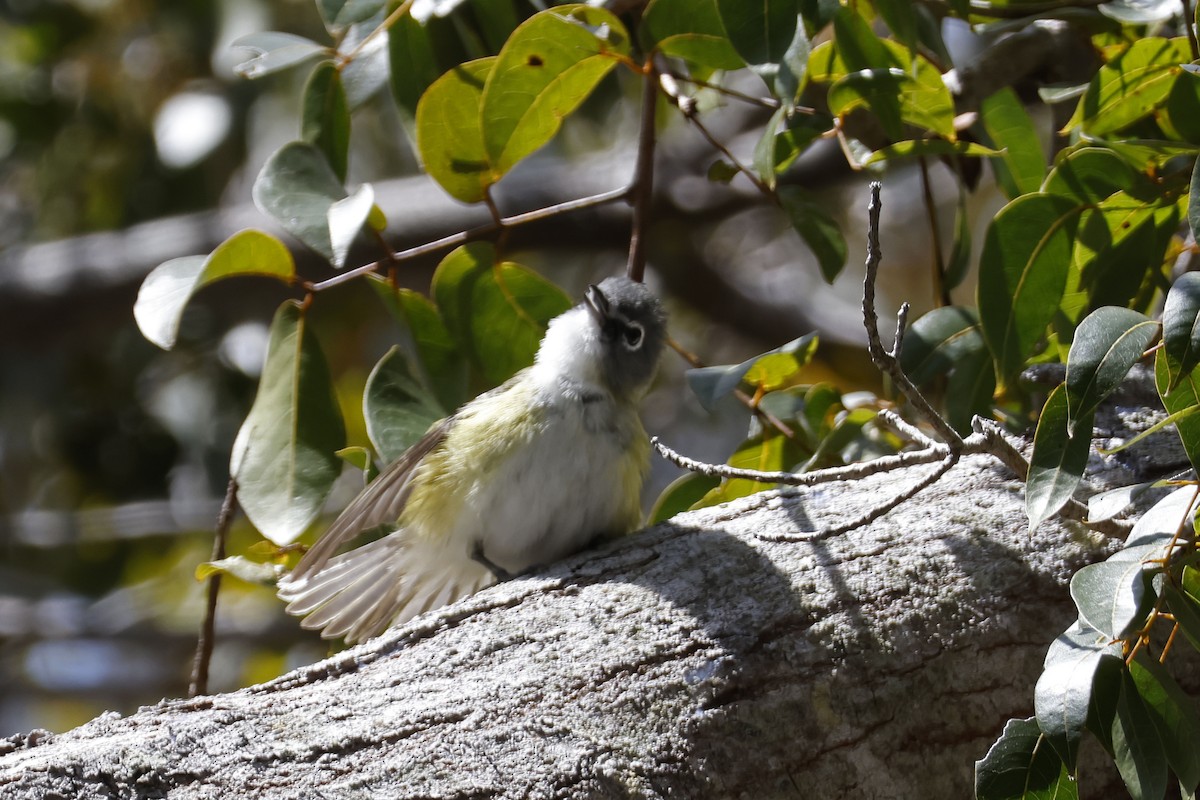 Blue-headed Vireo - ML552632631