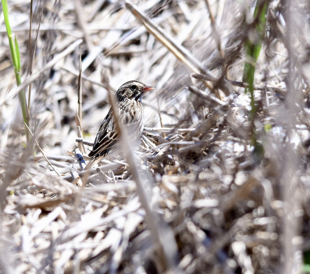 Savannah Sparrow - ML552634081