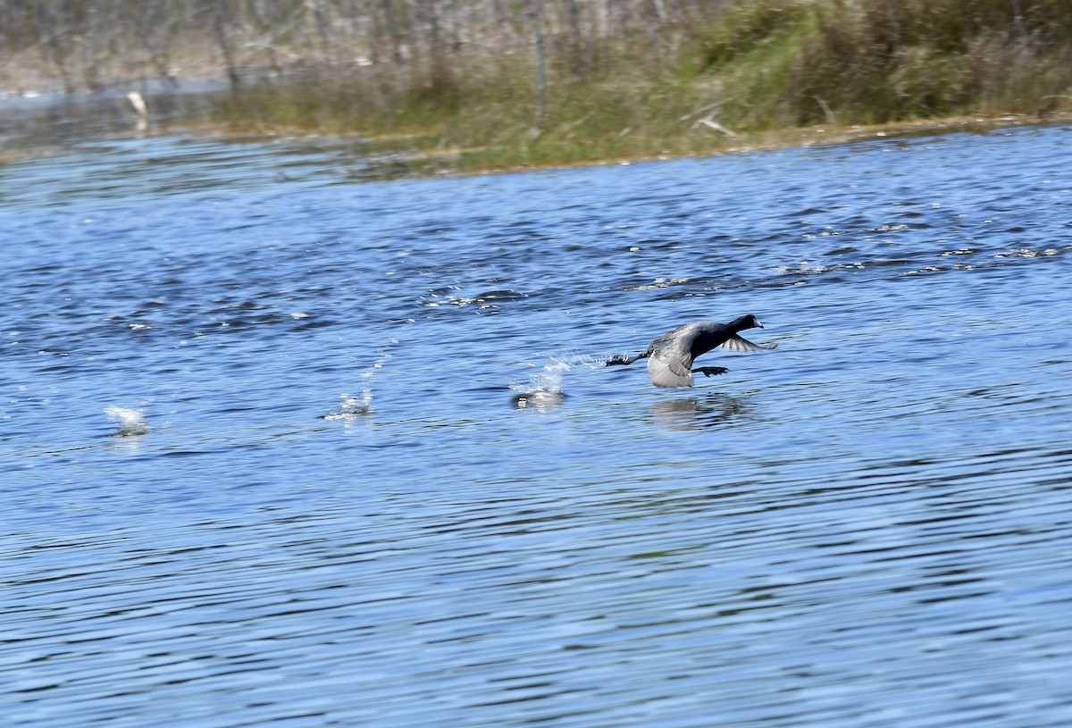 American Coot - ML552634421