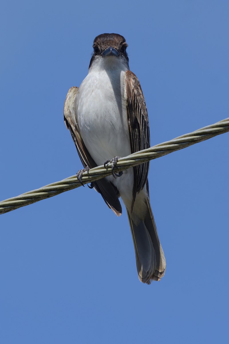 Loggerhead Kingbird (Puerto Rico) - ML552634461