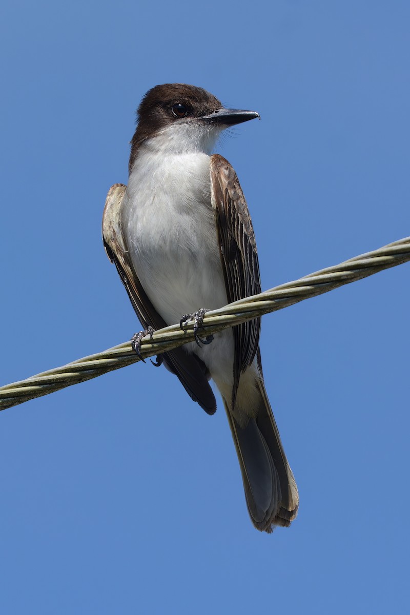Loggerhead Kingbird (Puerto Rico) - ML552634471