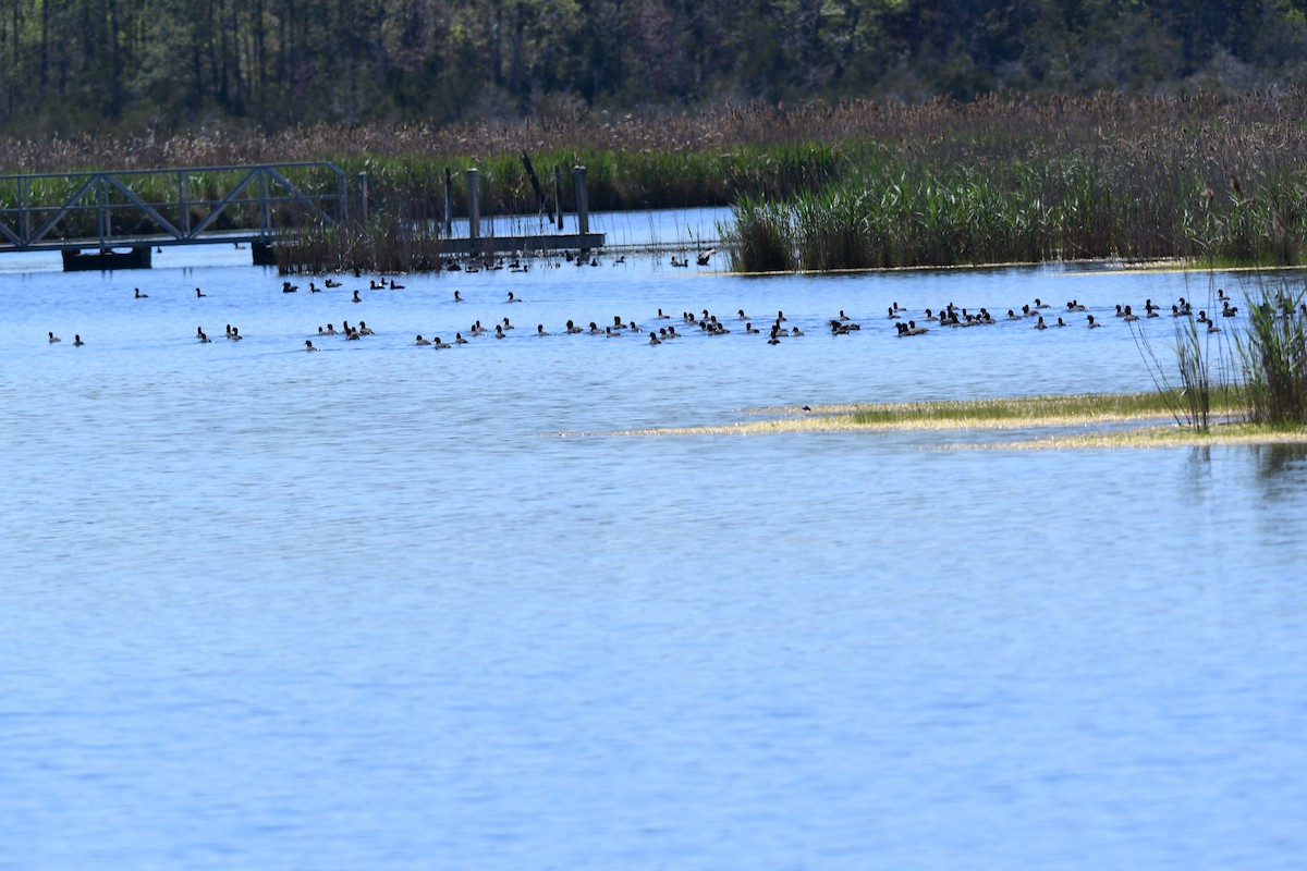 American Coot - ML552634881