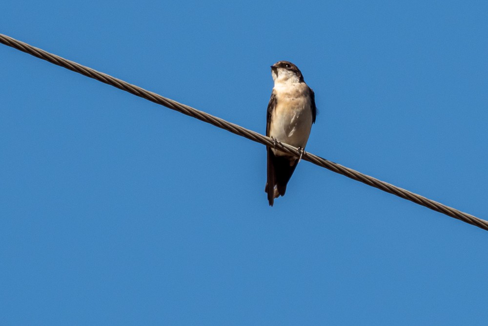 Blue-and-white Swallow - Vitor Rolf Laubé