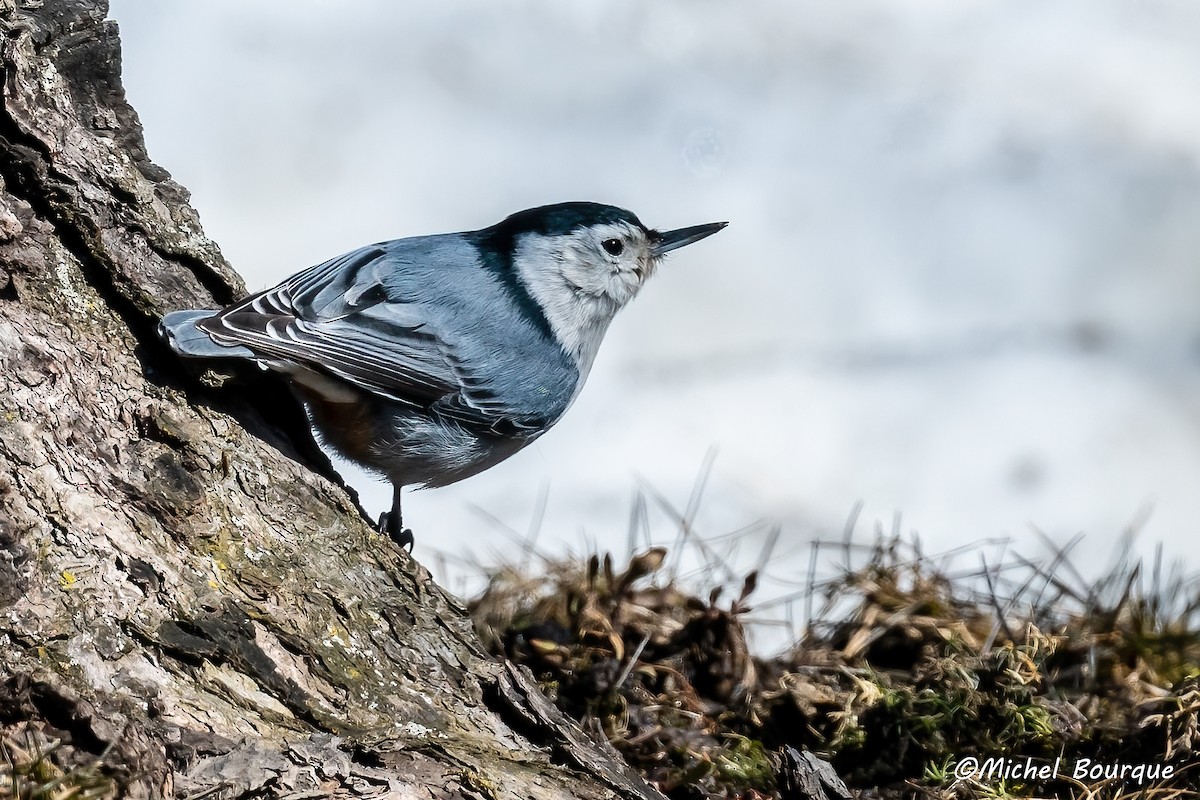 White-breasted Nuthatch - Michel Bourque