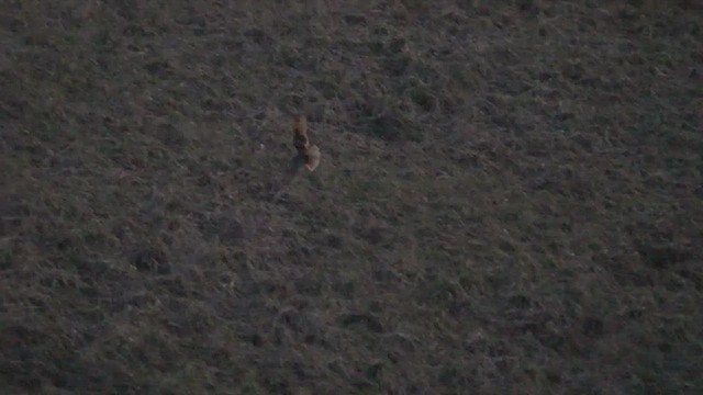 Болотная сова - ML552636461