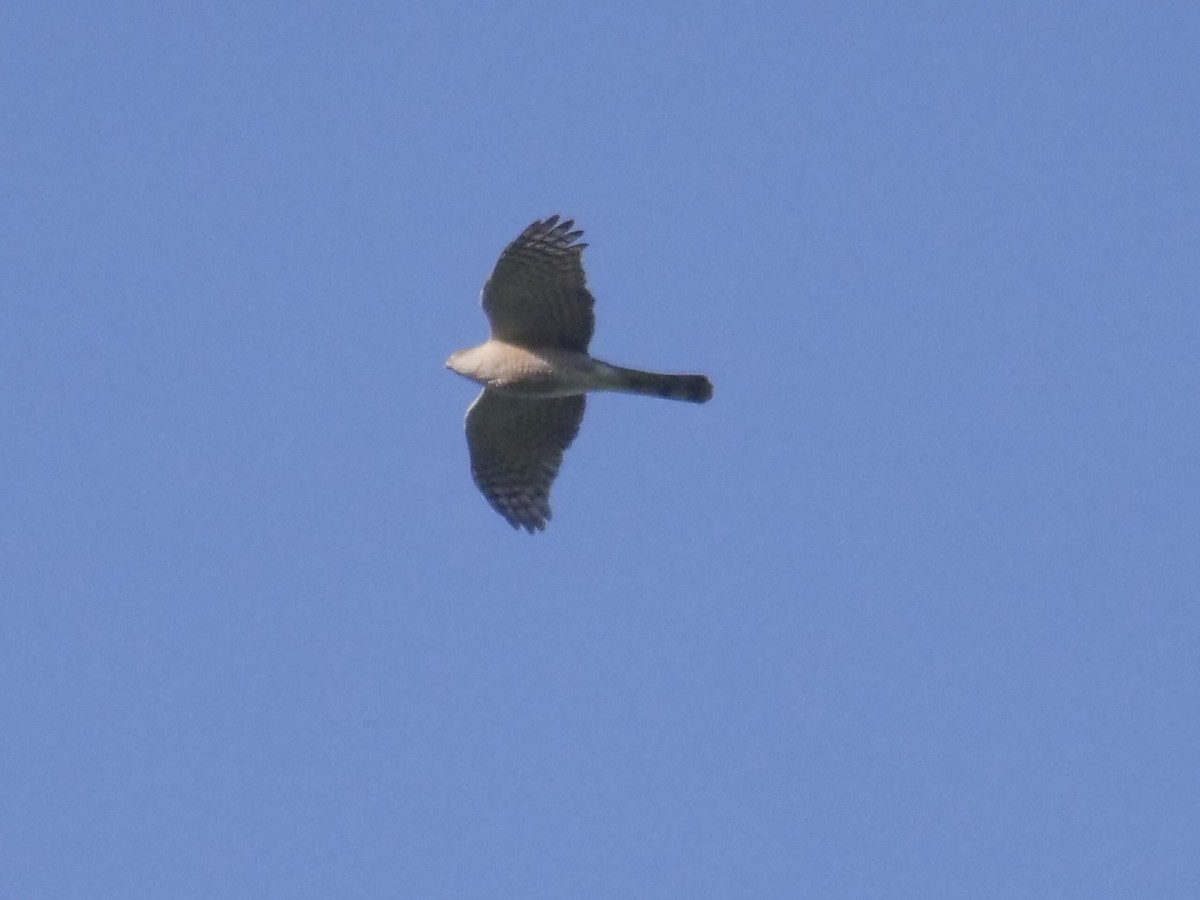 Cooper's Hawk - ML552637021