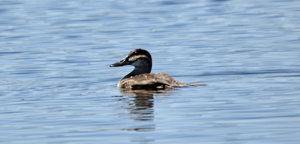 Ruddy Duck - ML552638051