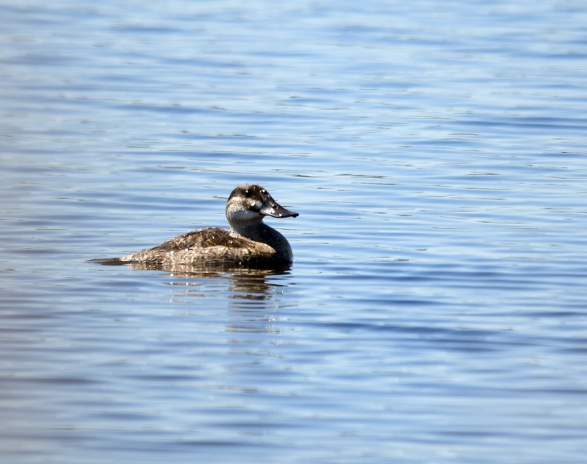 Ruddy Duck - ML552638061