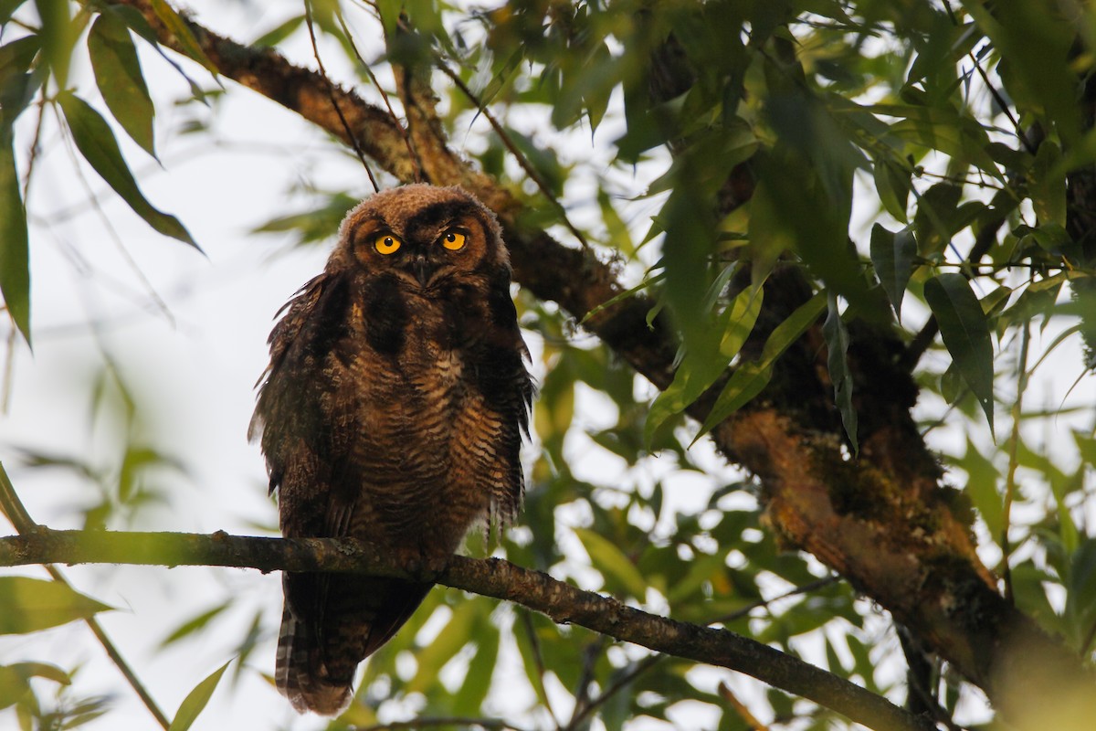 Great Horned Owl - ML552638291