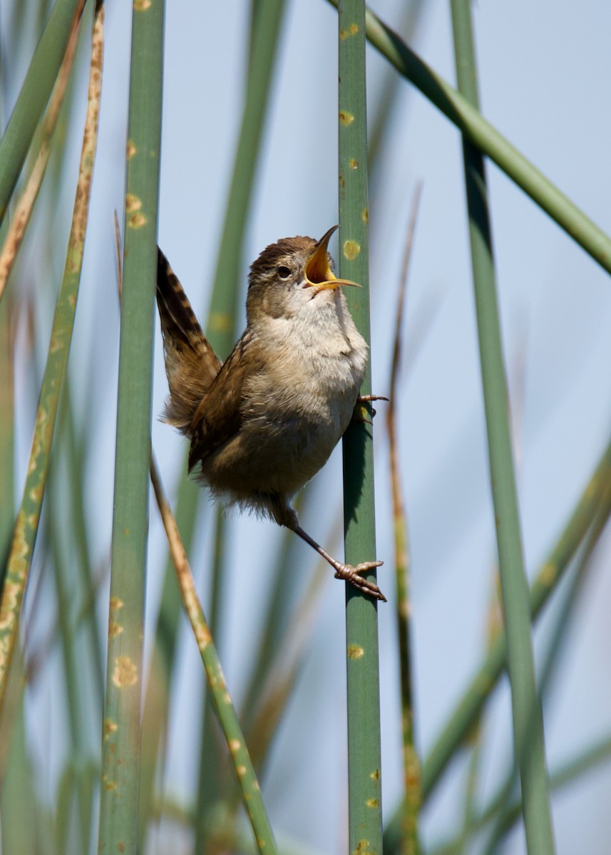 Marsh Wren - ML552638431