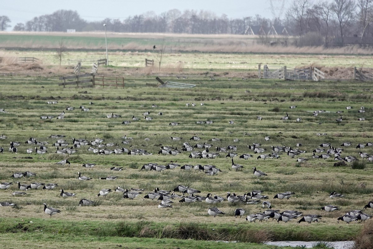 Barnacle Goose - ML552639131