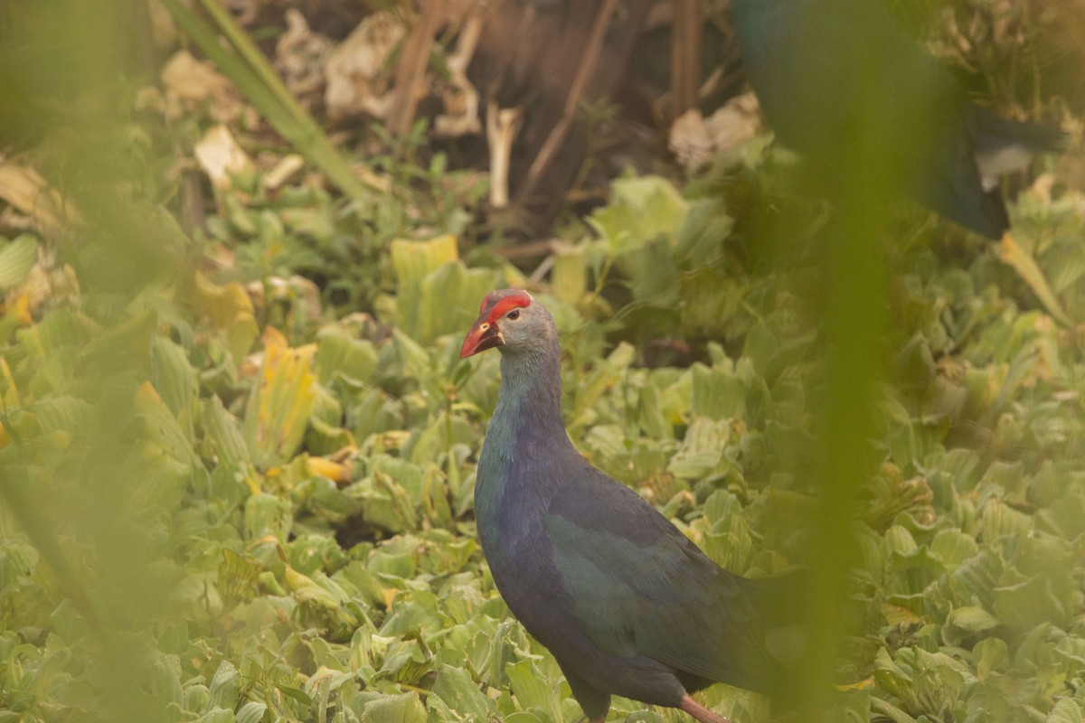 Gray-headed Swamphen - ML552640821