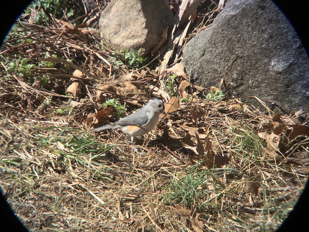 Tufted Titmouse - ML552641281