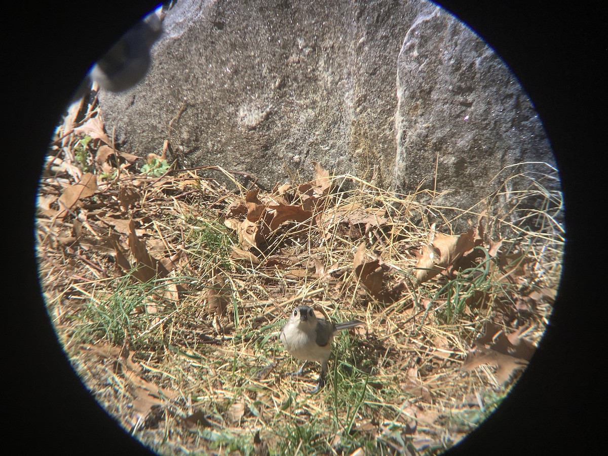 Tufted Titmouse - ML552641291