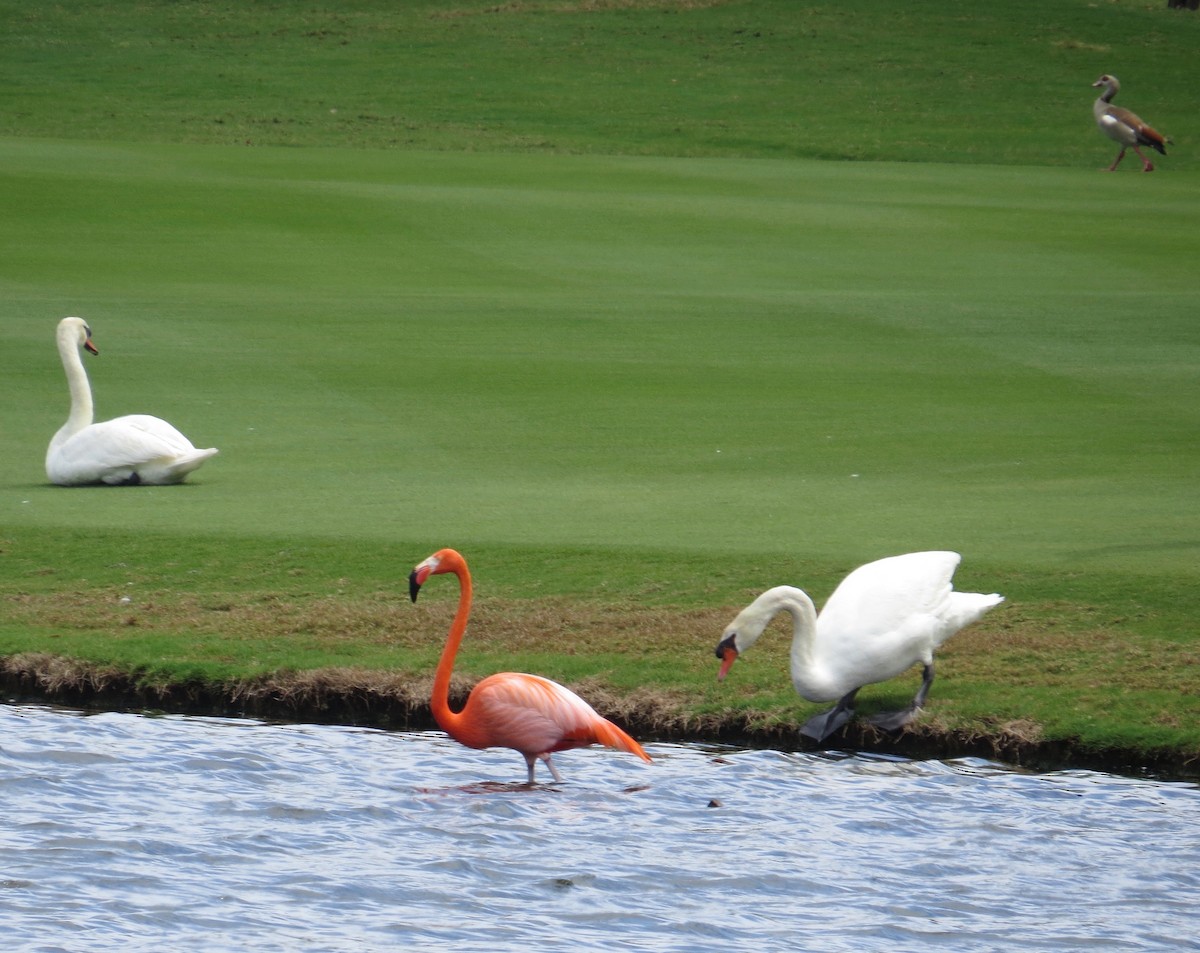 Mute Swan - Don Glasco