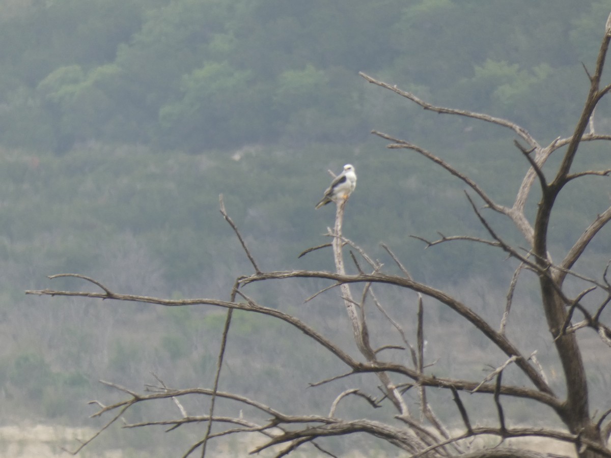 White-tailed Kite - ML552642321