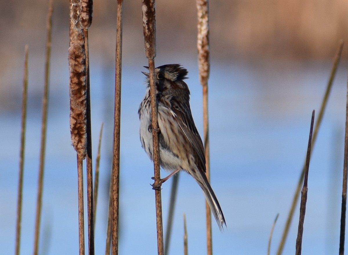 Song Sparrow - ML552643551