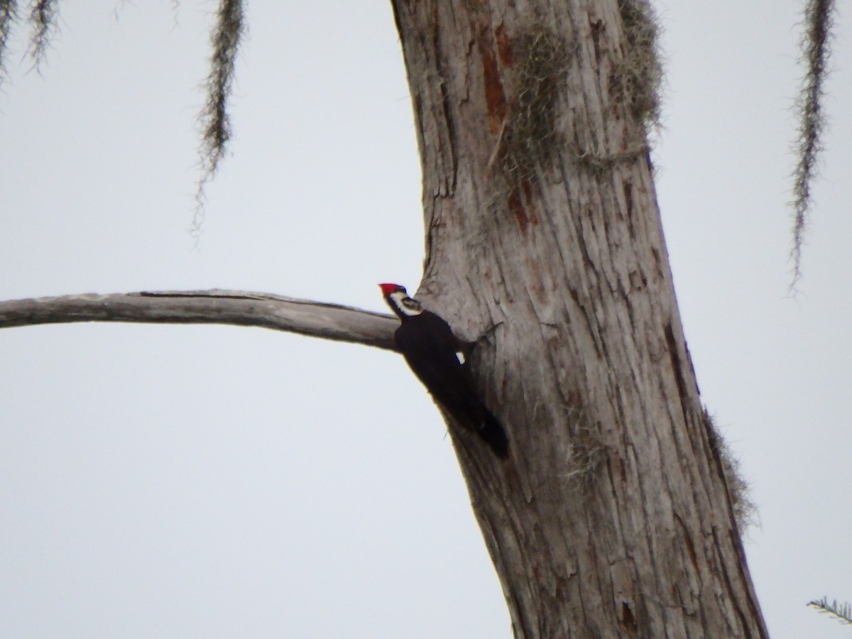 Pileated Woodpecker - ML552644941
